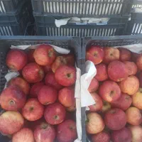 سیب درختی قرمز