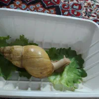 حلزون البینو شاه مولد (۱۵ سانتی)