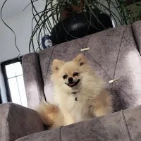 سگ پامر ماده سایز صفر