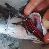 انواع ماهی و میگو تازه صید روز
