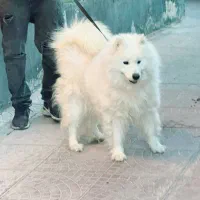 سگ ساموید
