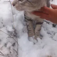 گربه|گربه|گنبد کاووس, |دیوار