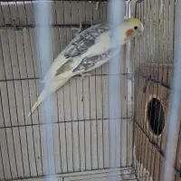 عروس هلندی بالغ نـر