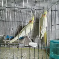 پرنده