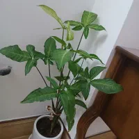 گل گوش گرگی