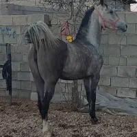 تعدادی اسب اصیل و شجره دار