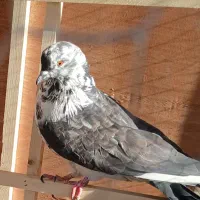 کفتر قاره باخت رفته