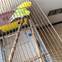 مرغ عشق|پرنده|تهران, صادقیه|دیوار