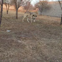 سگ عراقی|سگ|باسمنج, |دیوار