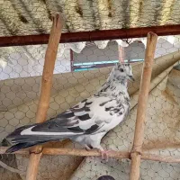 کبوتر پرشی|پرنده|ابریشم, |دیوار