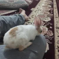 خرگوش