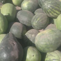 هندوانه دیم|خوردنی و آشامیدنی|نوده انقلاب, |دیوار