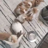 خرگوشای مینی لوپ قشنگترین رنگهاش