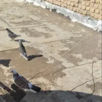 ۵تاتهرانی پرشی|پرنده|ارومیه, |دیوار