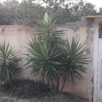 گل یوکا|گل و گیاه طبیعی|رشت, رودباری|دیوار