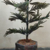 درختچه و گلدان