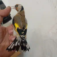 جوجه سهره سال تازه گل انداخته آخر لک هستش