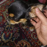 واگذاری فوری نروماده