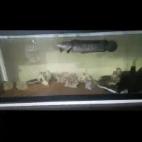 فروش ماهی مانستر و اکواریوم درجه 1|ماهی|ساری, |دیوار