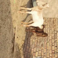 4 راس بزغاله ماده پاکستانی اصل.میش بره