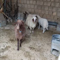 فروش بره چاق|حیوانات مزرعه|سیوان, |دیوار