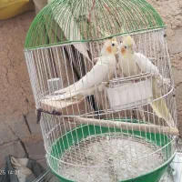 فروش پرندع ب صورت یکجا و جفتی همگی خانگی هستن|پرنده|سقز, |دیوار