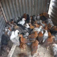 جوجه کارسیک