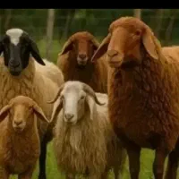 گوسفند جهت قربانی