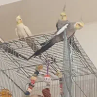 طوطی عروس هلندی جوجه نر ماده