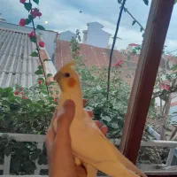 عروس هلندی لوتینو