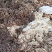 پشم گوسفند وبره