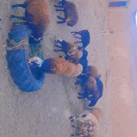 ۸ راس میش آبستن شیره دار وبی شیره|حیوانات مزرعه|تربت‌حیدریه, ابوذر|دیوار