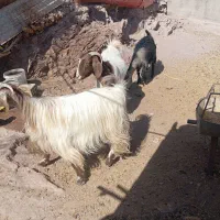 بز داشتی آبستن