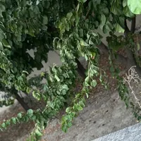فروش خانه کلنگی
