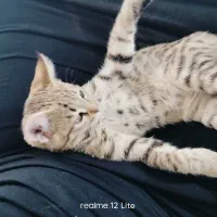 گربه وبچه هاش