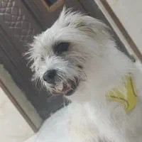 واگذاری رایگان شیتزو تریر