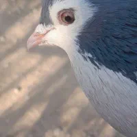 کبوتر بدرنگ|پرنده|پیر بکران, |دیوار