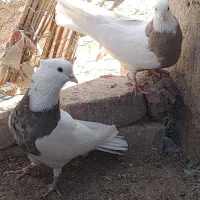 کبوتر طوقی کرمانشاهی|پرنده|هامون, |دیوار