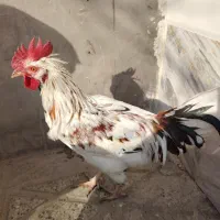 خروس گلین|حیوانات مزرعه|شهرضا, |دیوار