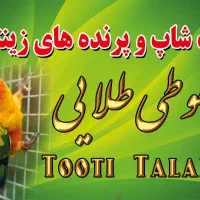 فقط طوطی سانان عروس ملنگو برزیلی کاسکو و...