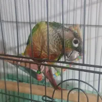 طوطی گرینجیک و عروس هلندی