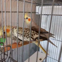 یک جفت عروس هلندی روی تخم و جوجه با قفس