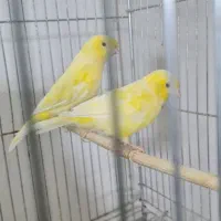 اسباب بازی قناری