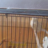 قناری زردزیبا|پرنده|خمینیشهر, |دیوار