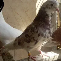 ۵ تا کبوتر پرشی