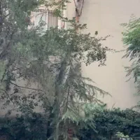 قطع تخصصی و خرید درختان خشک - پاکدشت وسراسر تهران