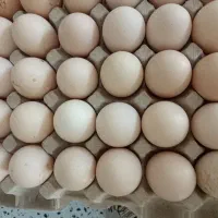 تخم مرغ محلی دو زرده|خوردنی و آشامیدنی|اصفهان, ارداجی|دیوار