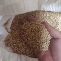 گندم طبس(مفت مفت)