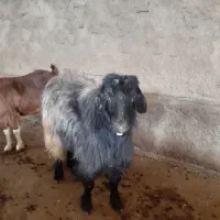 یک عدد خرت|حیوانات مزرعه|مریوان, |دیوار