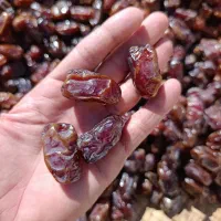 خرمایکبکابتازهکیلو۱۱۰|حراج|سنندج, |دیوار